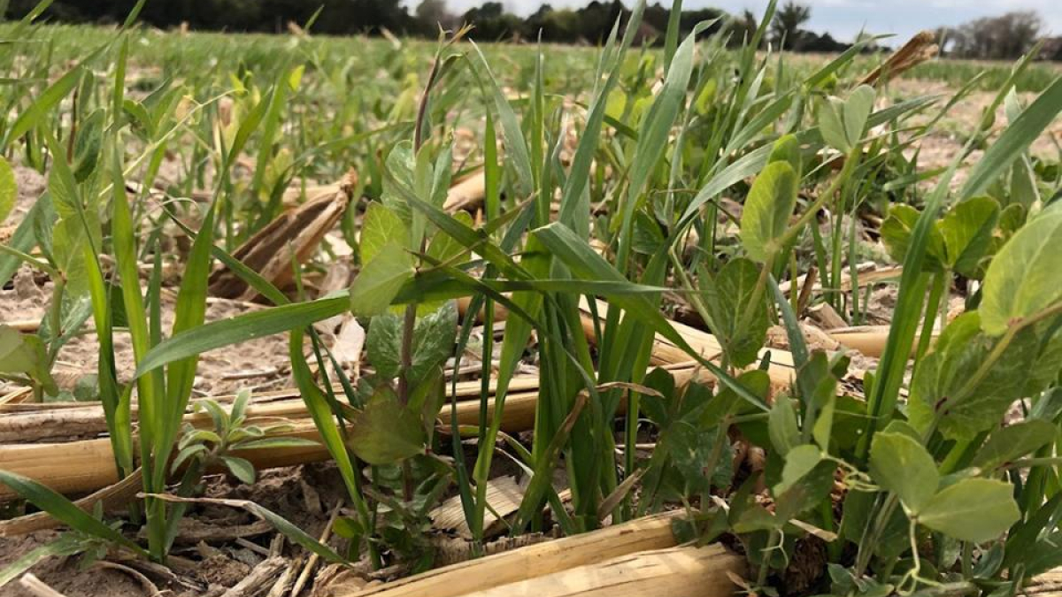 April 30 Cover Crops Field Days Includes Tours and Research Updates