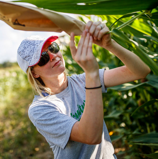 Student examining a corn leaf in a field