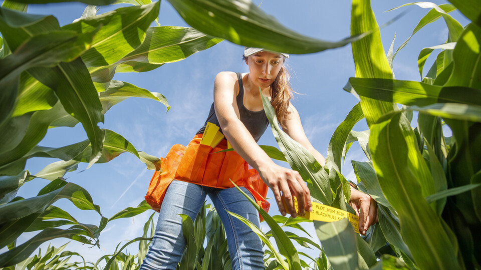 female student measures the growth of leaf angles on a sorghum crop