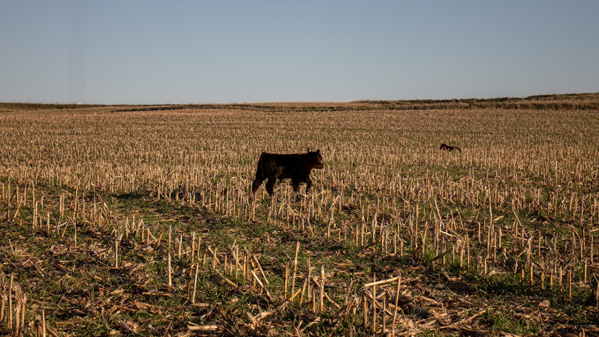 Nebraska Researchers Contribute to Study on Cover Crops in Livestock Operations