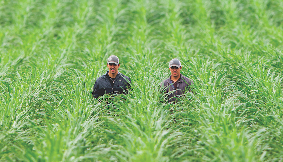 Two men walk through corn field