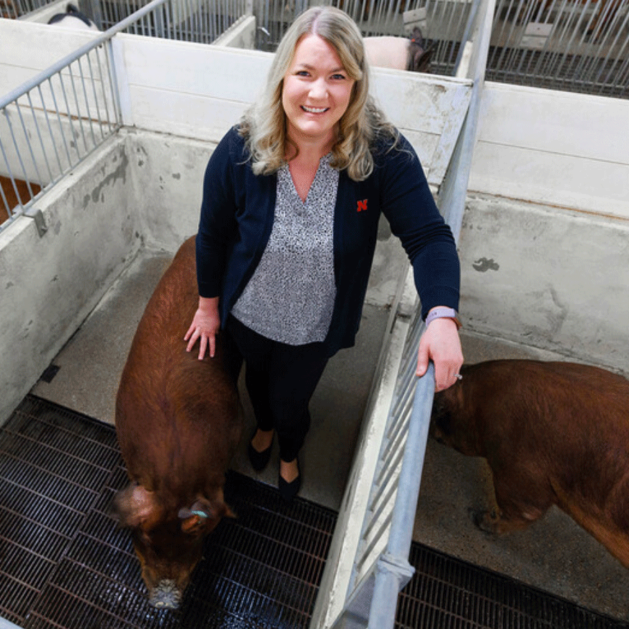 Amy Desaulniers, assistant professor of veterinary medicine and biomedical sciences, leads a team that seeks to develop boars that are more genetically tolerant of gestational heat stress.
