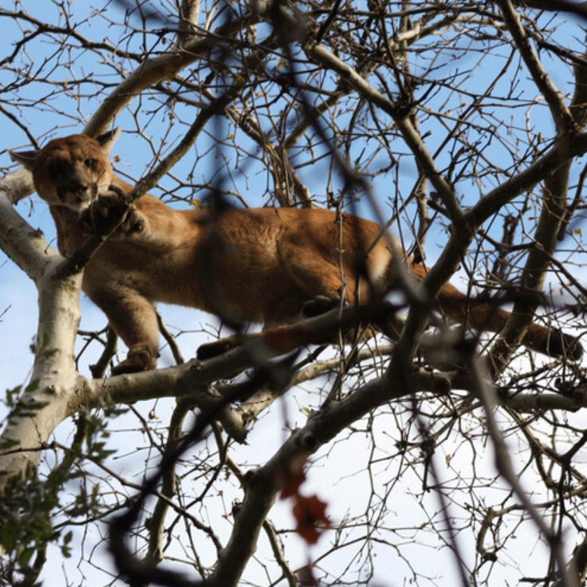 Husker researchers contribute to innovative study of California mountain lions.