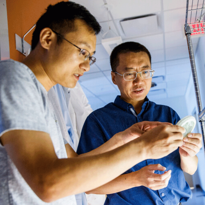 Project including computational biologist Yanbin Yin (right) and post-doctoral researcher Xuehuan Feng leads to major discovery about earliest plant life on Earth