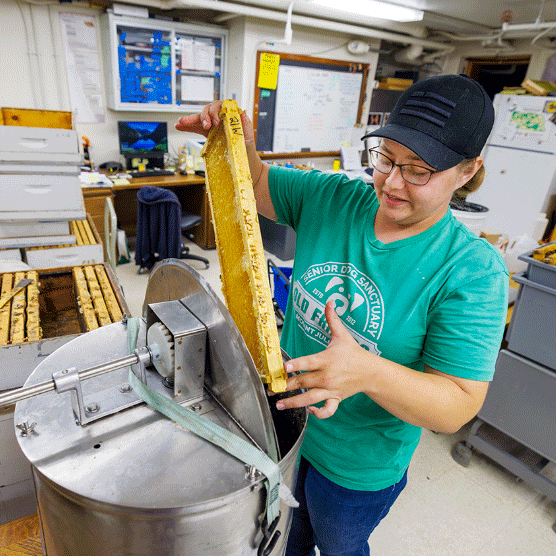 Honey production sweetens Bee Lab's research