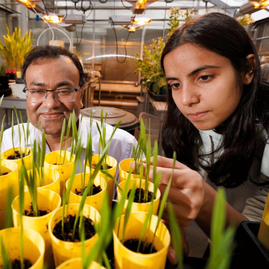 Mondal lab pioneers research into pest-borne viral infections of cereal crops