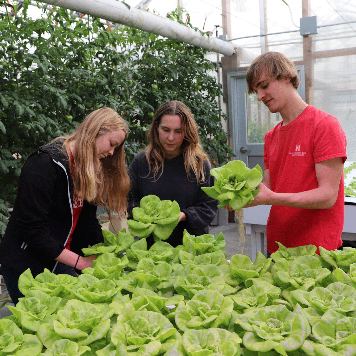 Students in the Horticulture 307 Hydroponics for Growing Populations class have been exploring different water culture approaches to plant production, specifically food crops.