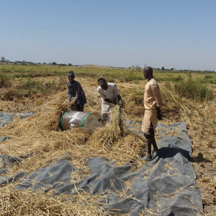 Study points to Africa’s opportunities to boost rice production