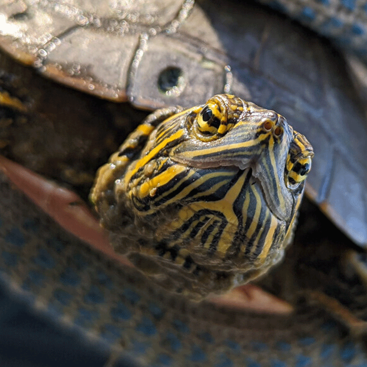 Husker research on turtles featured in Harvest Public Media