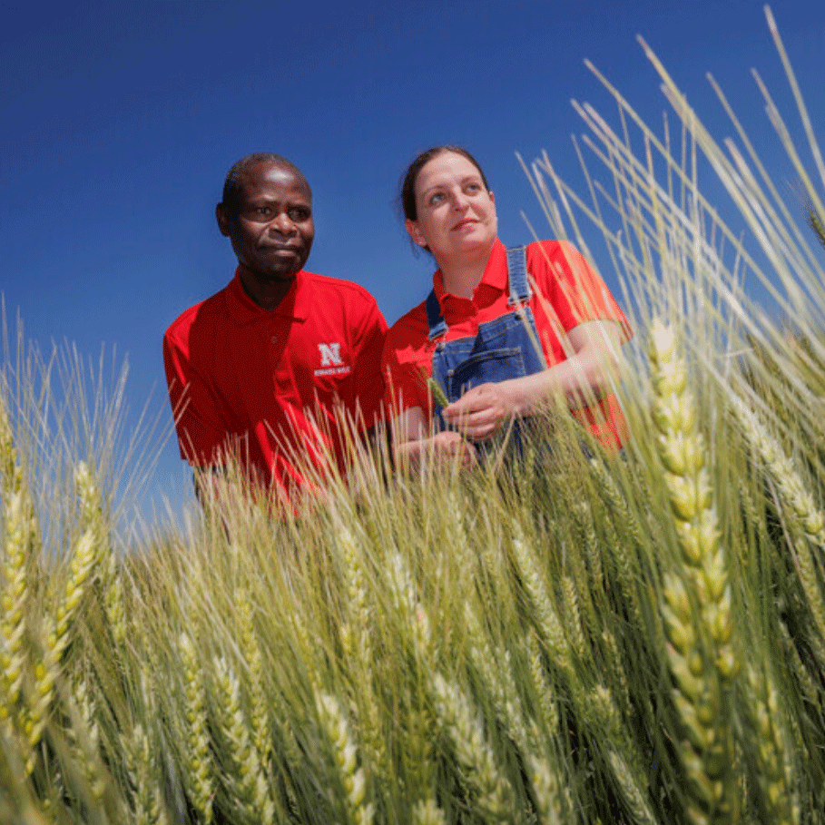 Nebraska-developed wheat variety to address new fungal threat