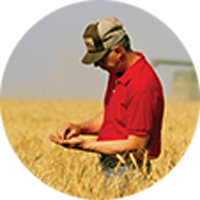 farmer inspecting crop