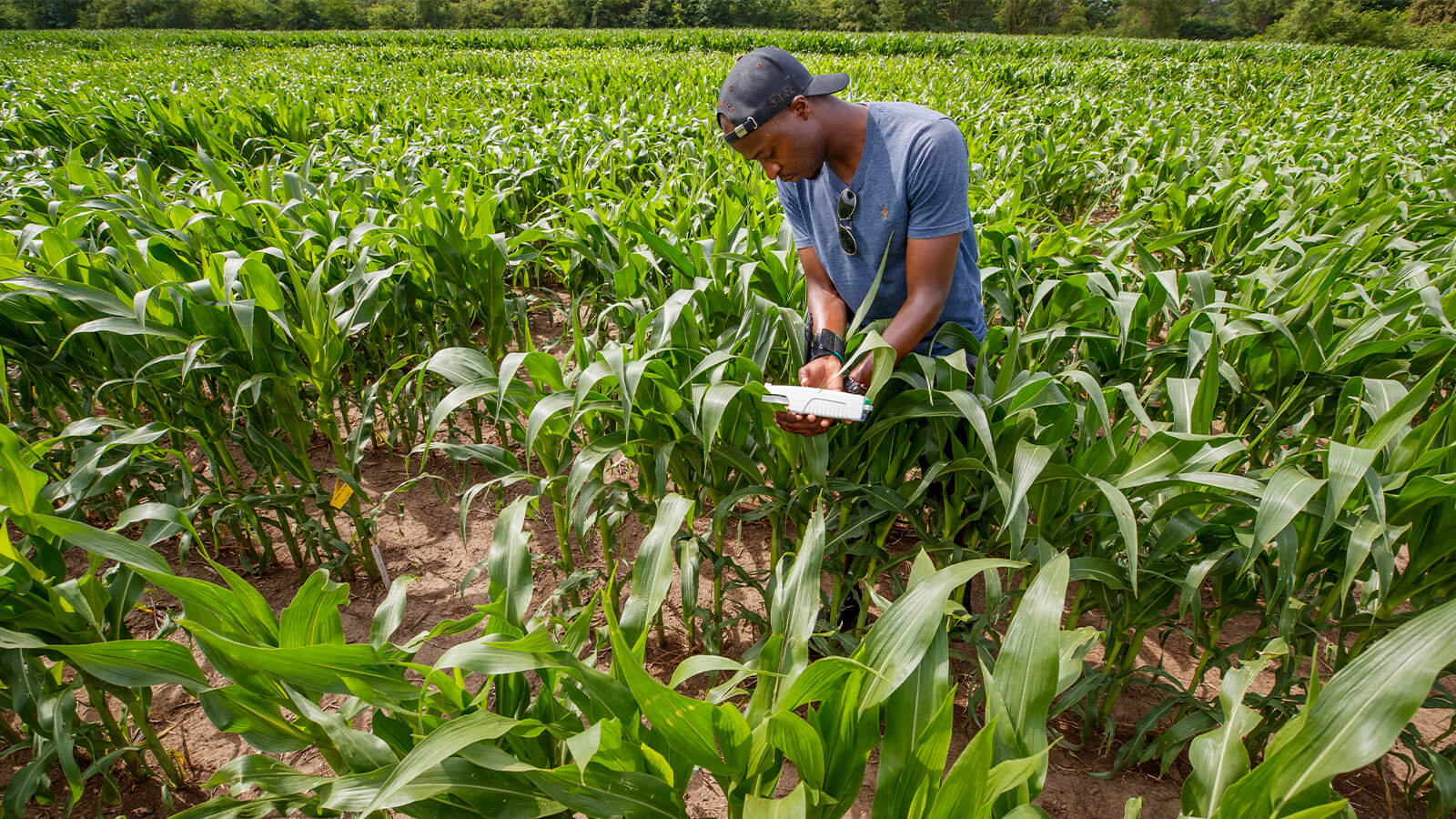 Student doing measurements in field of crops