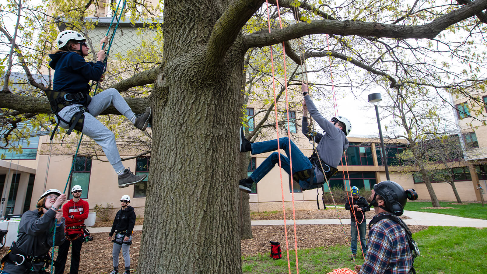 Students climbing in trees with harnesses