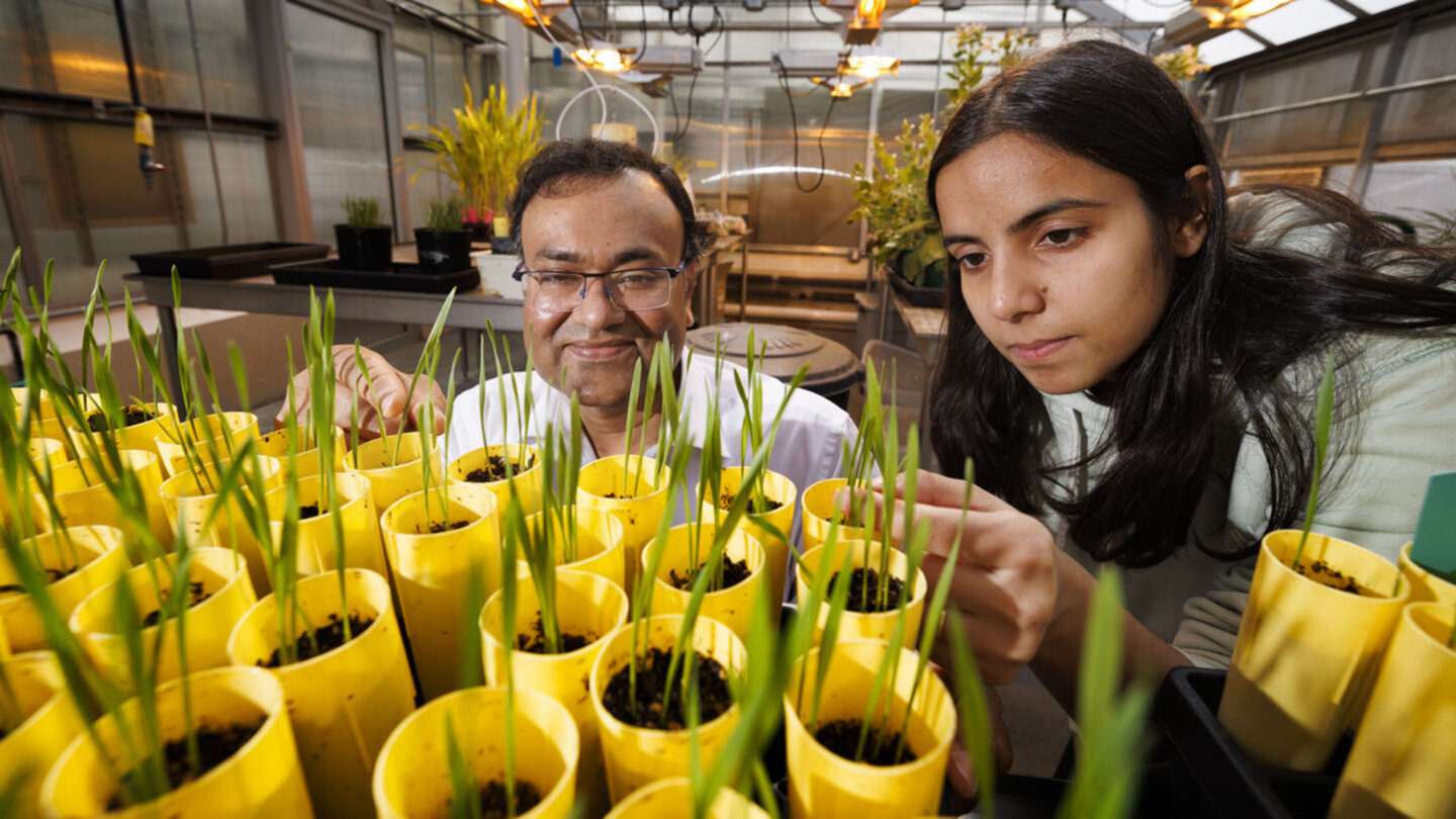 Yellow pots with green seedlings in a greenhouse, two people examining the plants.