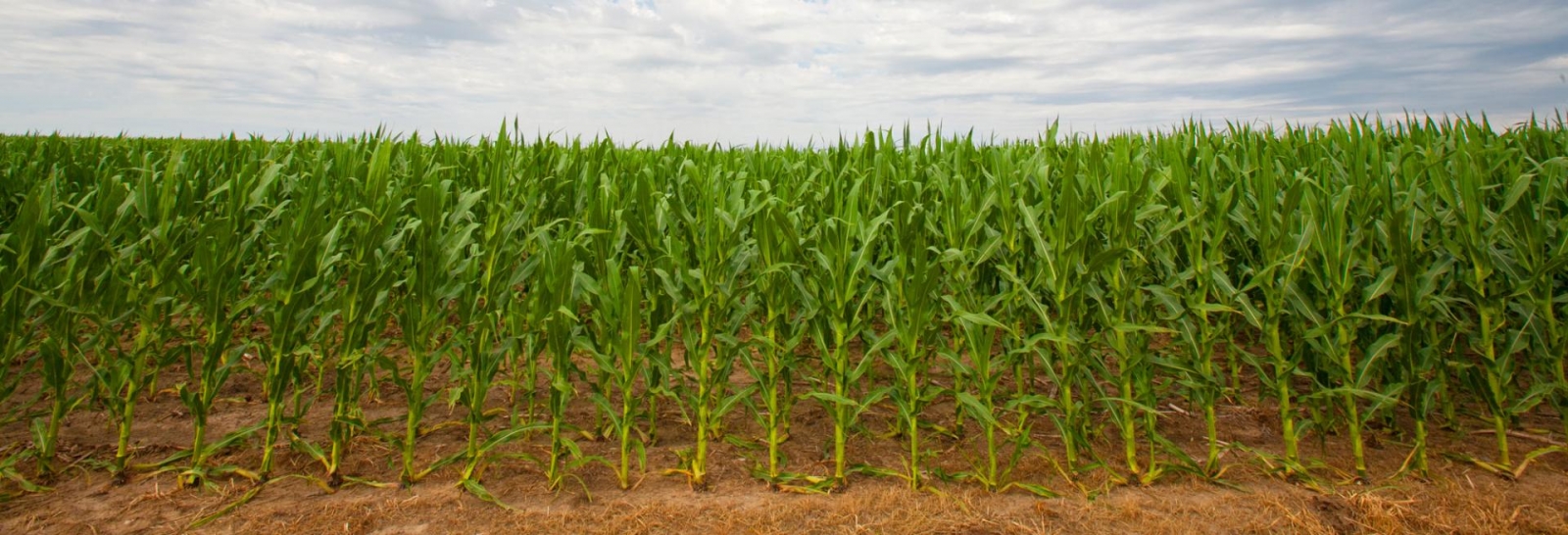 field of corn