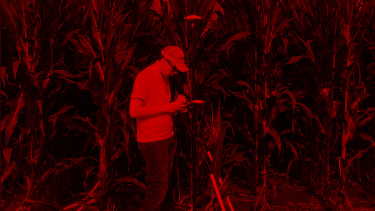 student in cornfield red