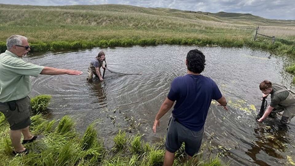 A professor shows 3 students how to use nets to collect specimens in a pond during a field course at Cedar Point Biological Station