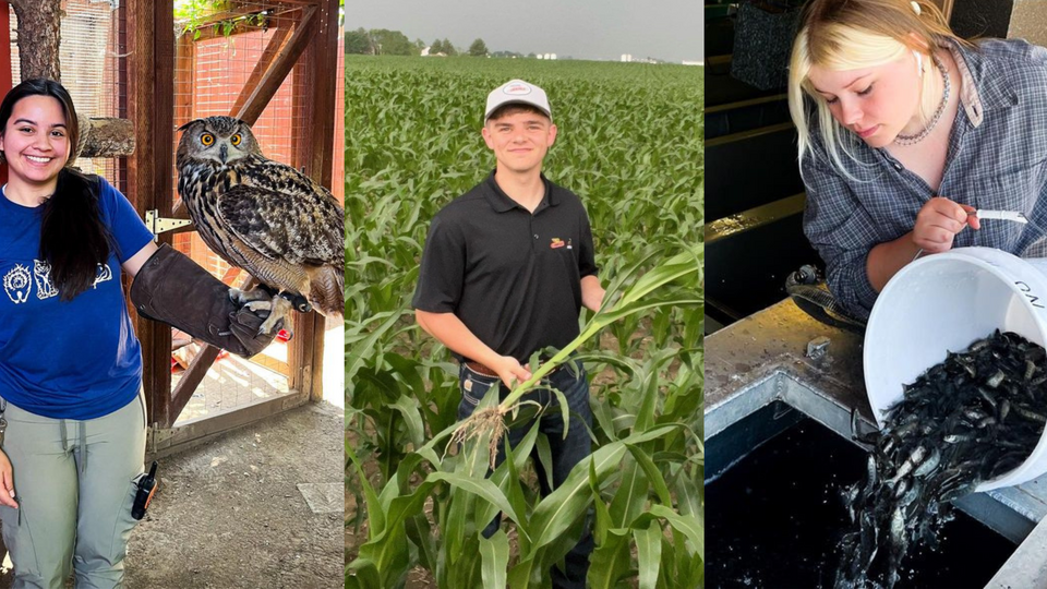 A collage of students participating in internships working with owls, fish and in a corn field.