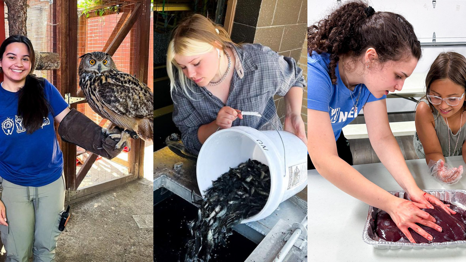 A collage of students participating in internships as they work with an owl, fish and showing a young girl livestock organs.