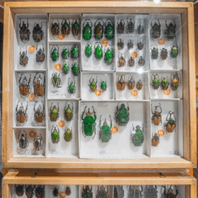 Goliath beetle collection in Morrill Hall