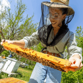 Beekeeper inspecting a honeycomb frame outdoors under a bright sky.