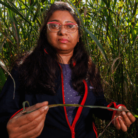 Sruti Das Choudhury in a corn field