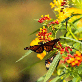 Monarch butterfly on red and yellow flower