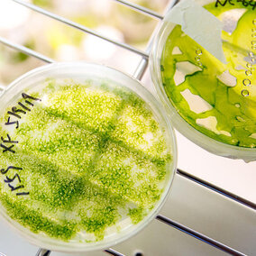 green growth in petri dish