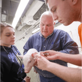 professor showing students how to innoculate a piglet