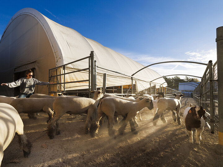 Breanna Gilmore directs sheep and goats to an outside corral next to the Animal Science Complex