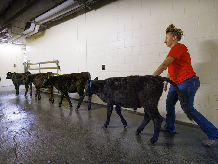 Student worker guides calves in the Animal Science Complex.