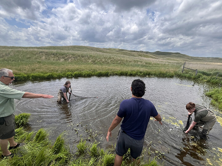 An instructor directs students in a pond on how to catch salamanders with a net in the Field Herpetology class.