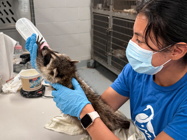 Nia Meyer bottle feeds a young racoon.