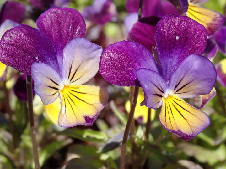 Two purple and yellow pansies