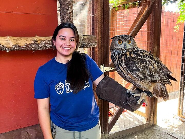 Student with a large owl during an internship at an animal care wildlife learning center.