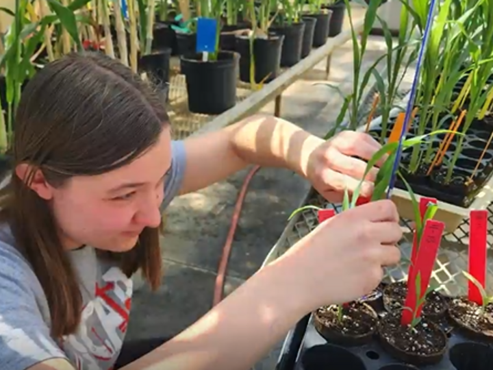 Claire Snodgrass takes measurements of a seedling in a plant pathology lab.