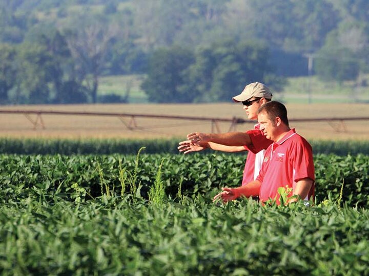 men in cornfield