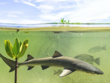 Shark swimming in water in Bahamas
