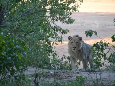 Lion in Namibia