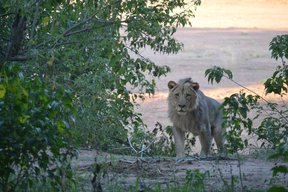 lion in South Africa