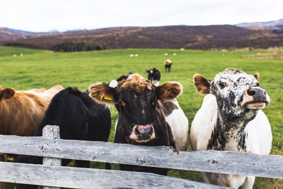 cattle near fence