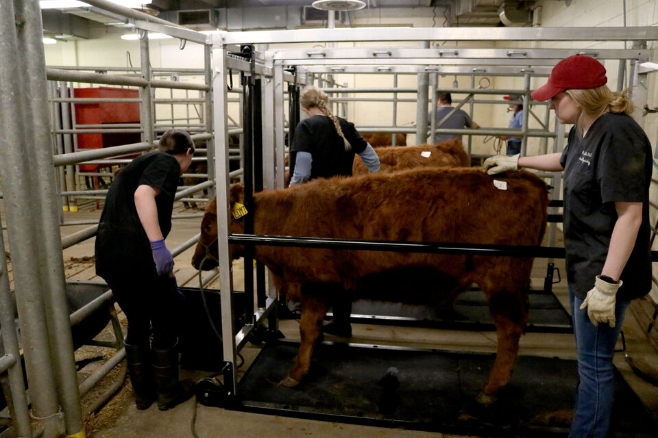 students with cow in pen