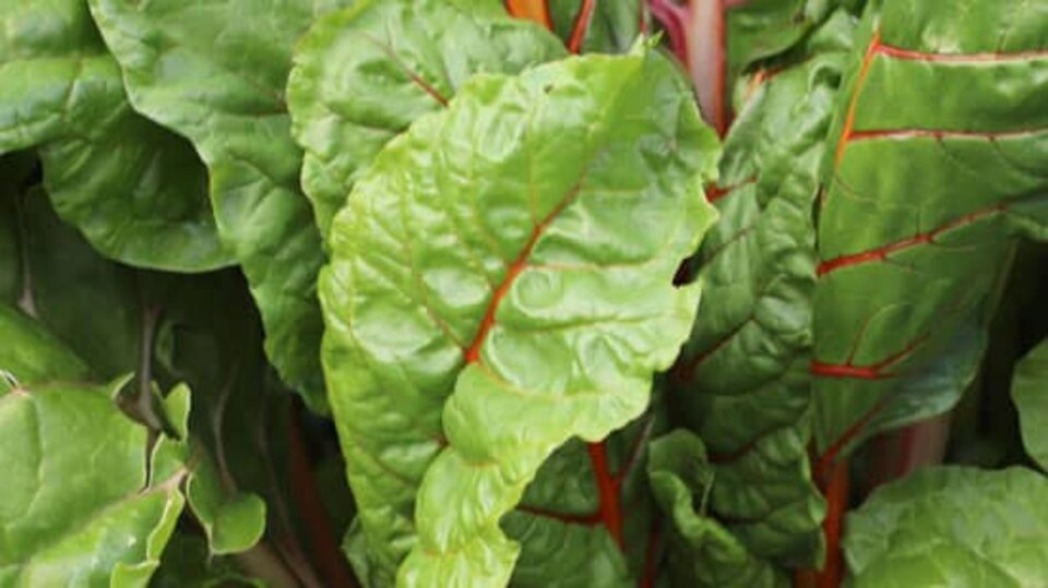 leafy greens