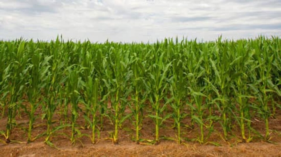 corn field