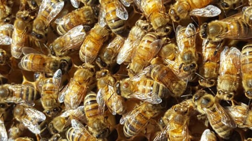 close up of honeybees